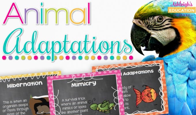 Animal Adaptation Activities - Ashleigh's Education Journey